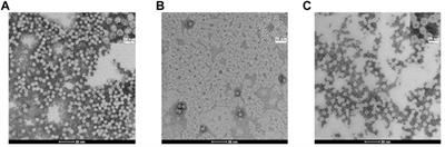A new and efficient procedure to load bioactive molecules within the human heavy-chain ferritin nanocage